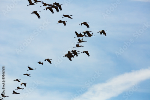 Large flock of cranes flying in blue spring sky. Bird migration time.. © JackF