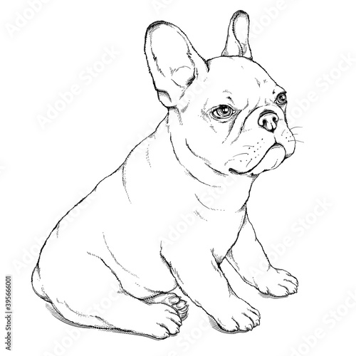 Cute french bulldog sketch. Drawn puppy