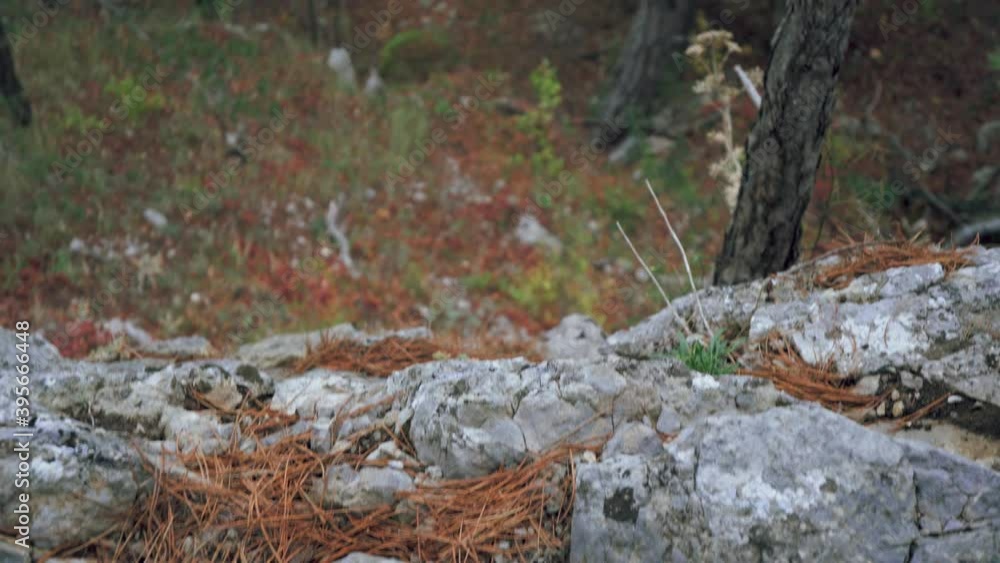 Landscape of an autumn coniferous forest from a cliff with fallen needles scattered on the edge. Autumn leaves on the ground. Coniferous forest in autumn. Walking trail for walking. Landscape of an autumn coniferous forest from a cliff with fallen needles scattered on the edge. Autumn leaves on the ground. Coniferous forest in autumn. Walking trail for walking.