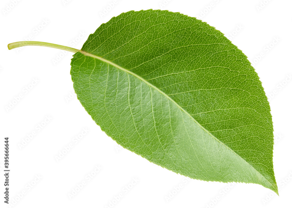 Pear leaf isolated on a white background Pear leaf isolated on a white background