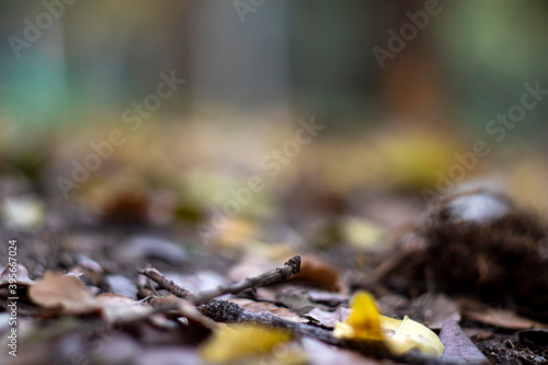 A macro photo shoot of Autumn leaves on forest, nature background