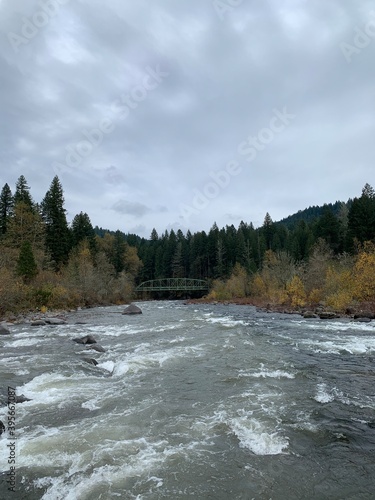 river in the forest