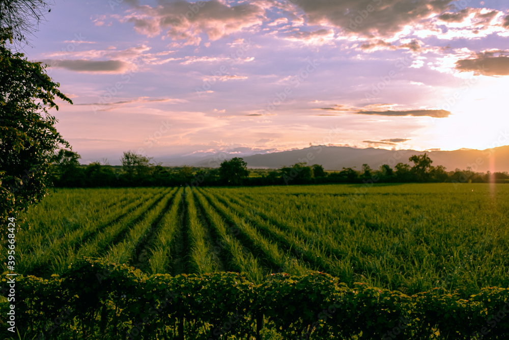 sunset over the field