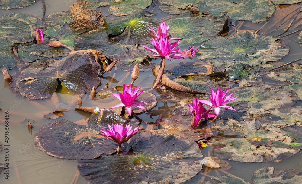 Purple Lotus flower grows in the Mud. In Buddhist symbolism, the lotus
