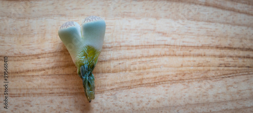 Fotografie A small Lithops dying on wooden background