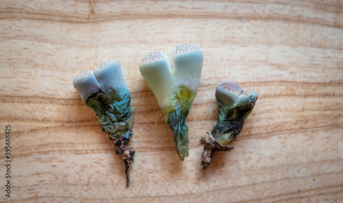 Group of Lithops dying on wooden background. The most common causes of a Lithops demise are overwatering and inadequate light.