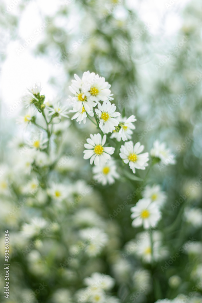 aisies on a meadow,Wallpaper natural background. aisies on a meadow,Wallpaper natural background.