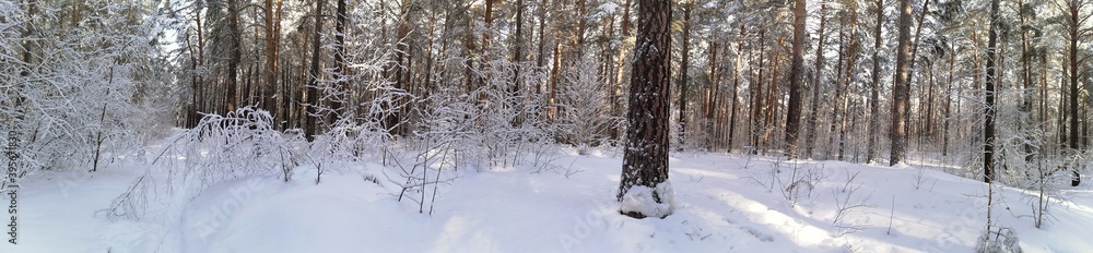 Fototapeta premium winter forest