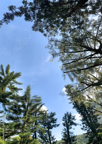 pine trees against sky