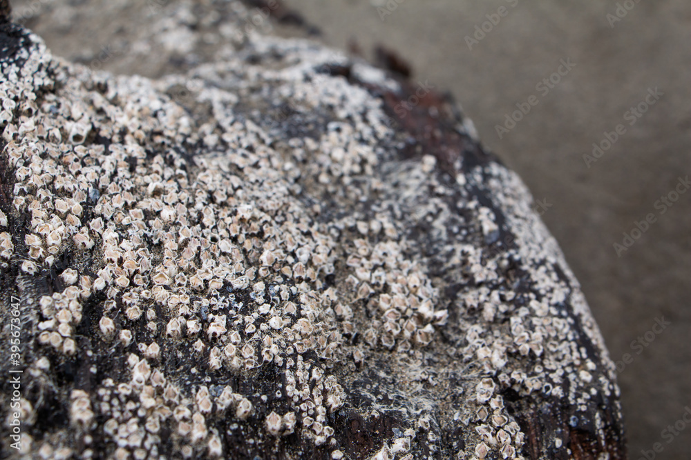 Close up white acorn barnacles on driftwood at beach on the Washington state coast Close up white acorn barnacles on driftwood at beach on the Washington state coast