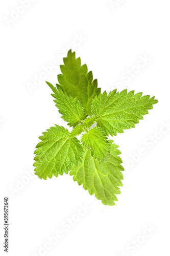 bunch of common nettles, medical herbs isolated on white background. Top view