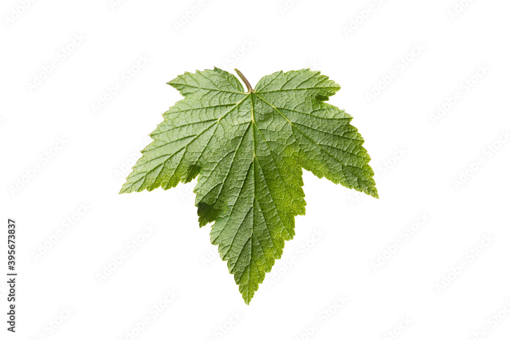 Fresh currant scrub leaf on white background. reverse side Fresh currant scrub leaf on white background. reverse side