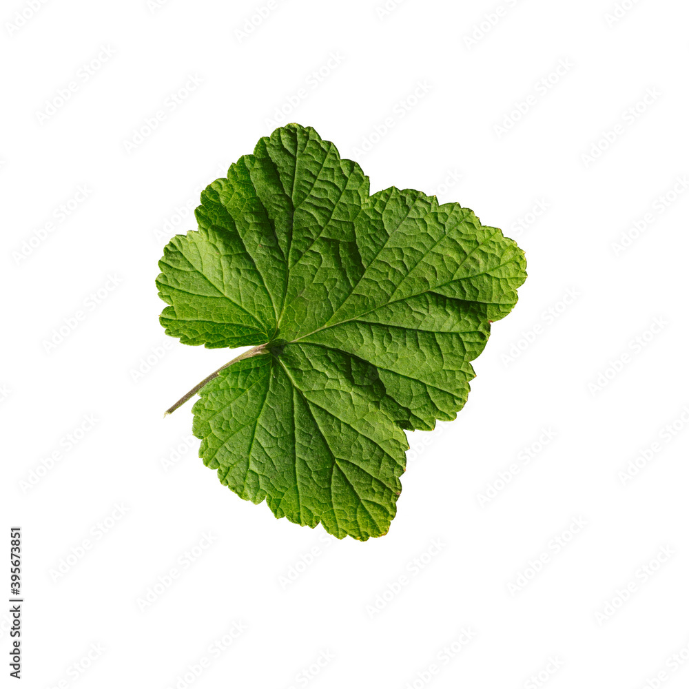 Green currant leaf isolated on white background. Top view Green currant leaf isolated on white background. Top view