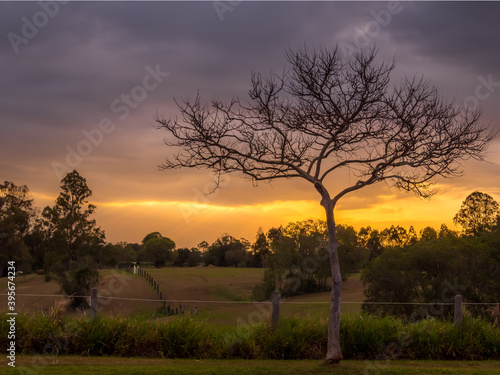 Golden Sunset with Leafless Tree Silhouette