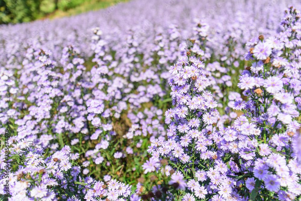 Fresh Margaret flower field garden at the mountain