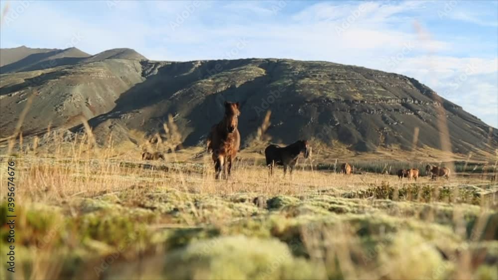 Icelandic horses in the field. Shot from the ground.
Herbs in the foreground moving Icelandic horses in the field. Shot from the ground.
Herbs in the foreground moving