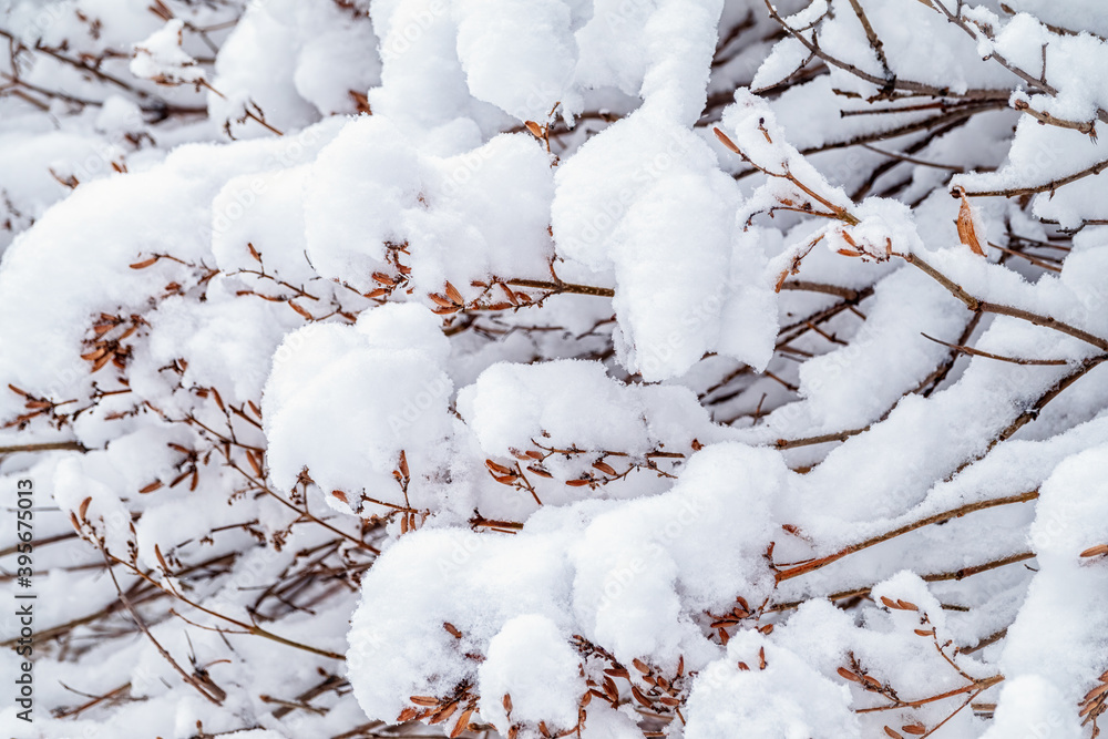 Tree branches in winter covered with snow and frost in snowfall. Frozen tree branches.