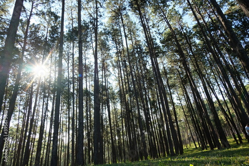 Beautiful Pine garden in forest and evergreen wooded pine tree forest in sunny day light