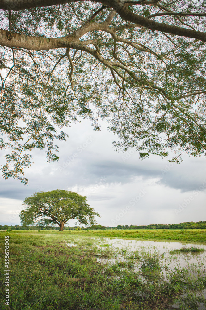 Fototapeta premium Este árbol en medio de la llanura con las ramas de otro en el primer plano.
