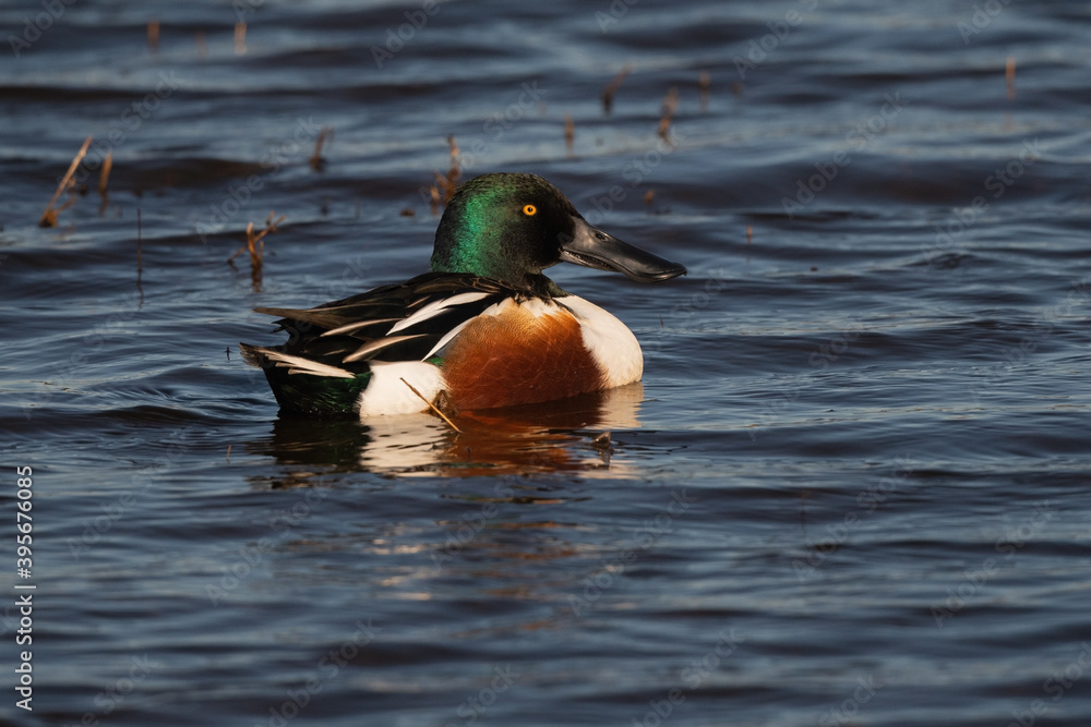 Obraz premium Northern Shoveler Male Duck on the Pond