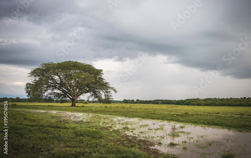 un árbol frondoso y grande en la llanura.