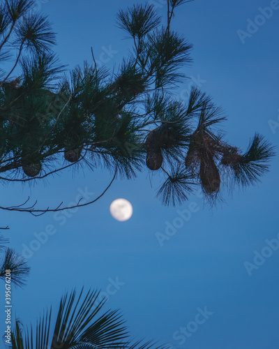 la rama de un árbol de pino con nidos de arrendajo y de fondo la luna. 
