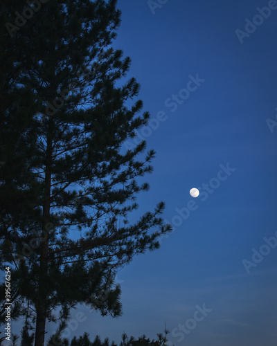 La Luna de fondo con un árbol de pino en primer plano.