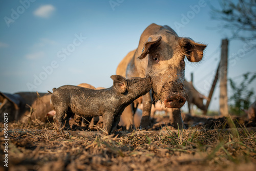 bebe cerdo le da lo que parece un beso a su madre.