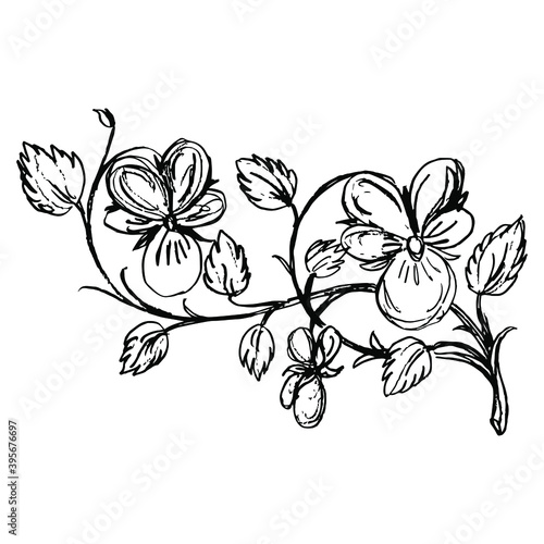 Stylized branch of pansy flowers. Viola tricolor. Hand drawn sketch. Black silhouette on white background. Isolated vector illustration. 