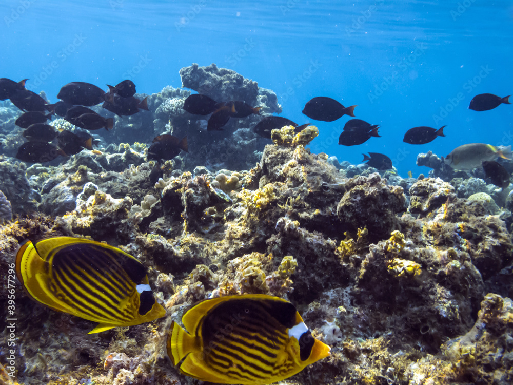 Tropical fish and corals. Red Sea Tropical fish and corals. Red Sea