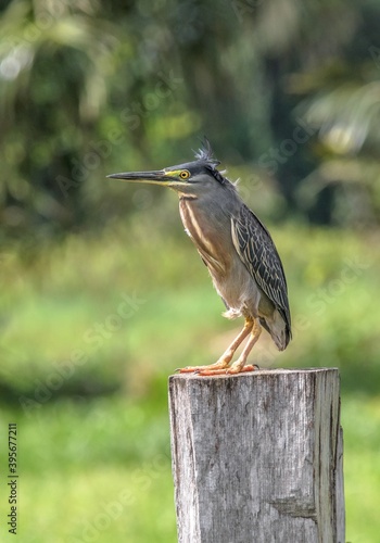 Guyane