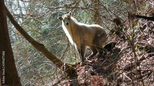早春の逆光に映えるカモシカ