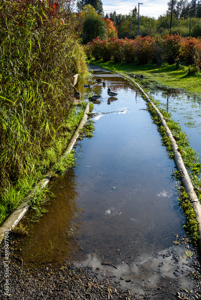 Fototapeta premium Gravel path around Larson Lake and grassy field with blueberry bushes, standing water after heavy rains 