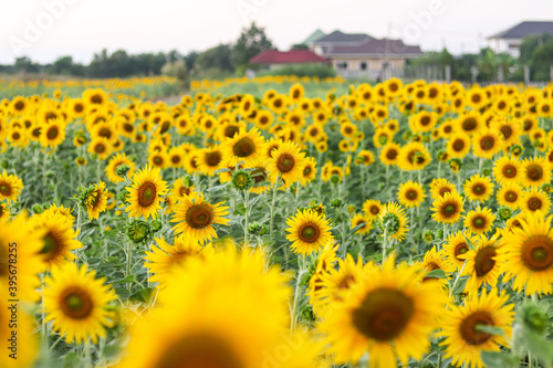 Sunflowers in the field. Sunflowers in beautiful.