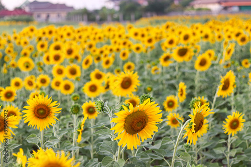 Fototapeta Naklejka Na Ścianę i Meble -  Sunflowers in the field. Sunflowers in beautiful.