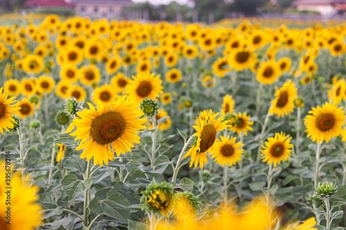 Sunflowers in the field. Sunflowers in beautiful.