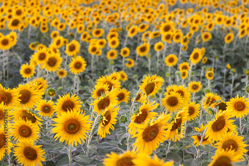 Sunflowers in the field. Sunflowers in beautiful.