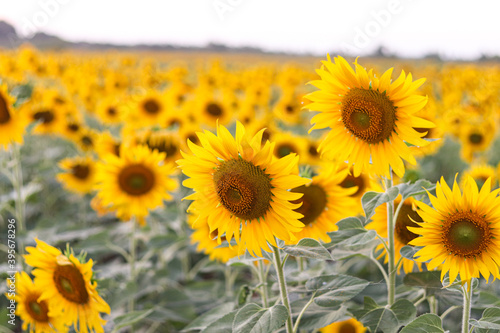Sunflowers in the field. Sunflowers in beautiful.