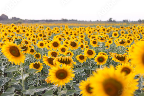 Sunflowers in the field. Sunflowers in beautiful.