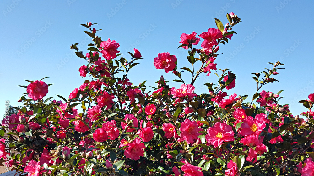 Obraz premium 동백꽃