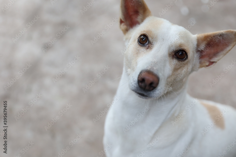 Portrait of Indian breed dog	
