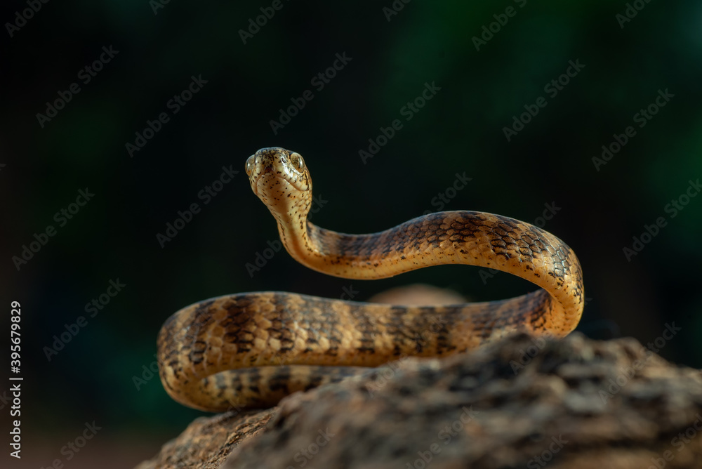 Fototapeta premium Banded keeled slug snake,Pareas carinatus
