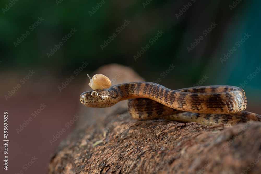Fototapeta premium Banded keeled slug snake,Pareas carinatus