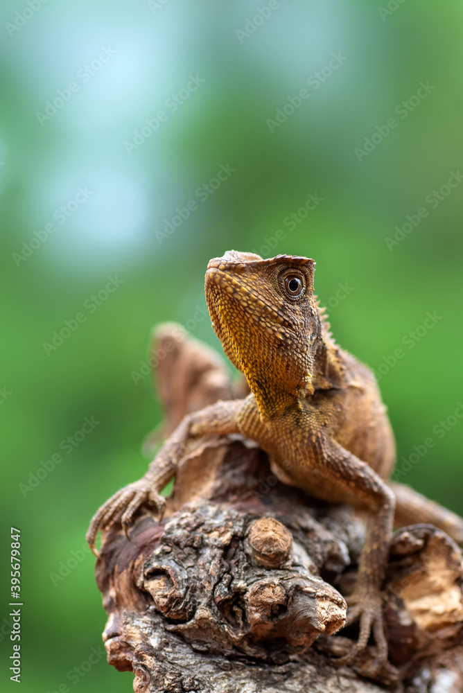 Forest dragon ( Gonocephalus chamaeleontinus ) in their habitat Forest dragon ( Gonocephalus chamaeleontinus ) in their habitat