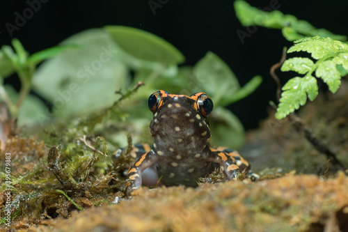 Spotted stream frog in their environment ( Hylarana picturata ) photo