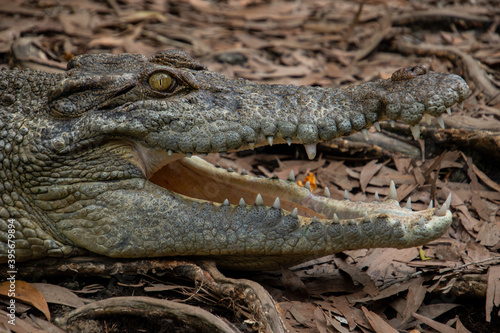 Sub adult saltwater crocodile of Cairns Australia