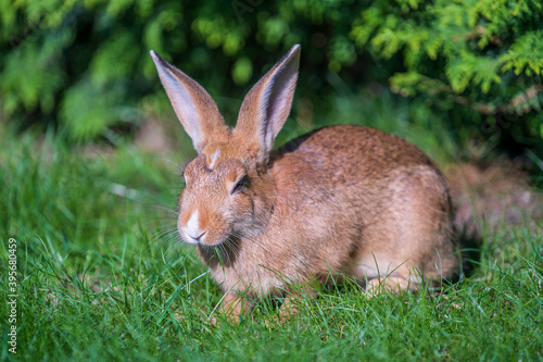 Young cute rabbit on green grass eating, close up. Animals and nature concept