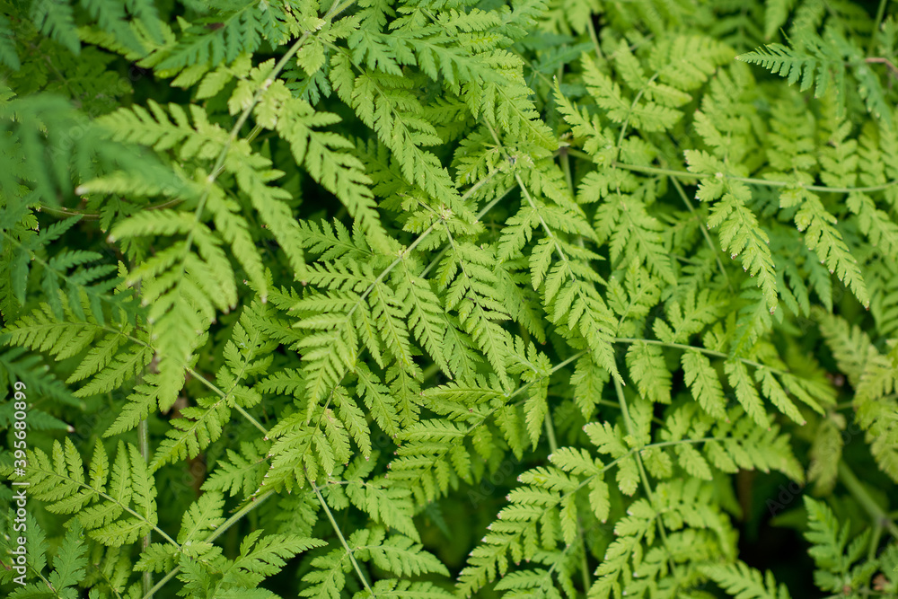 Full frame of green ferns background Full frame of green ferns background