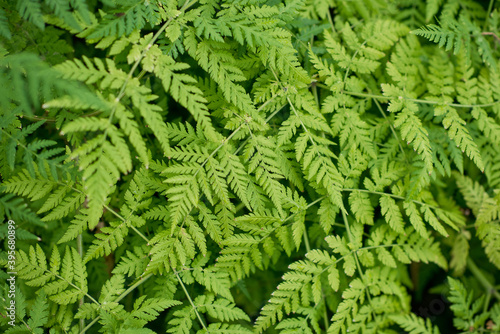 Full frame of green ferns background