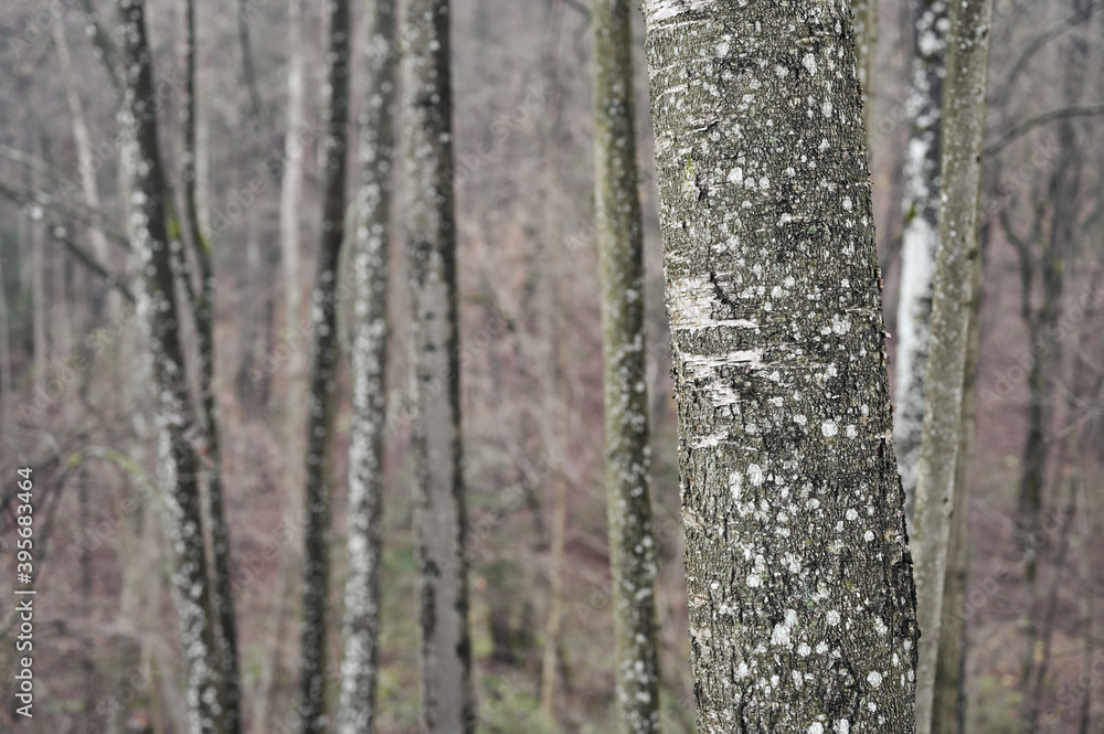 The trunk tree covered with lichen. The trunk tree covered with lichen.